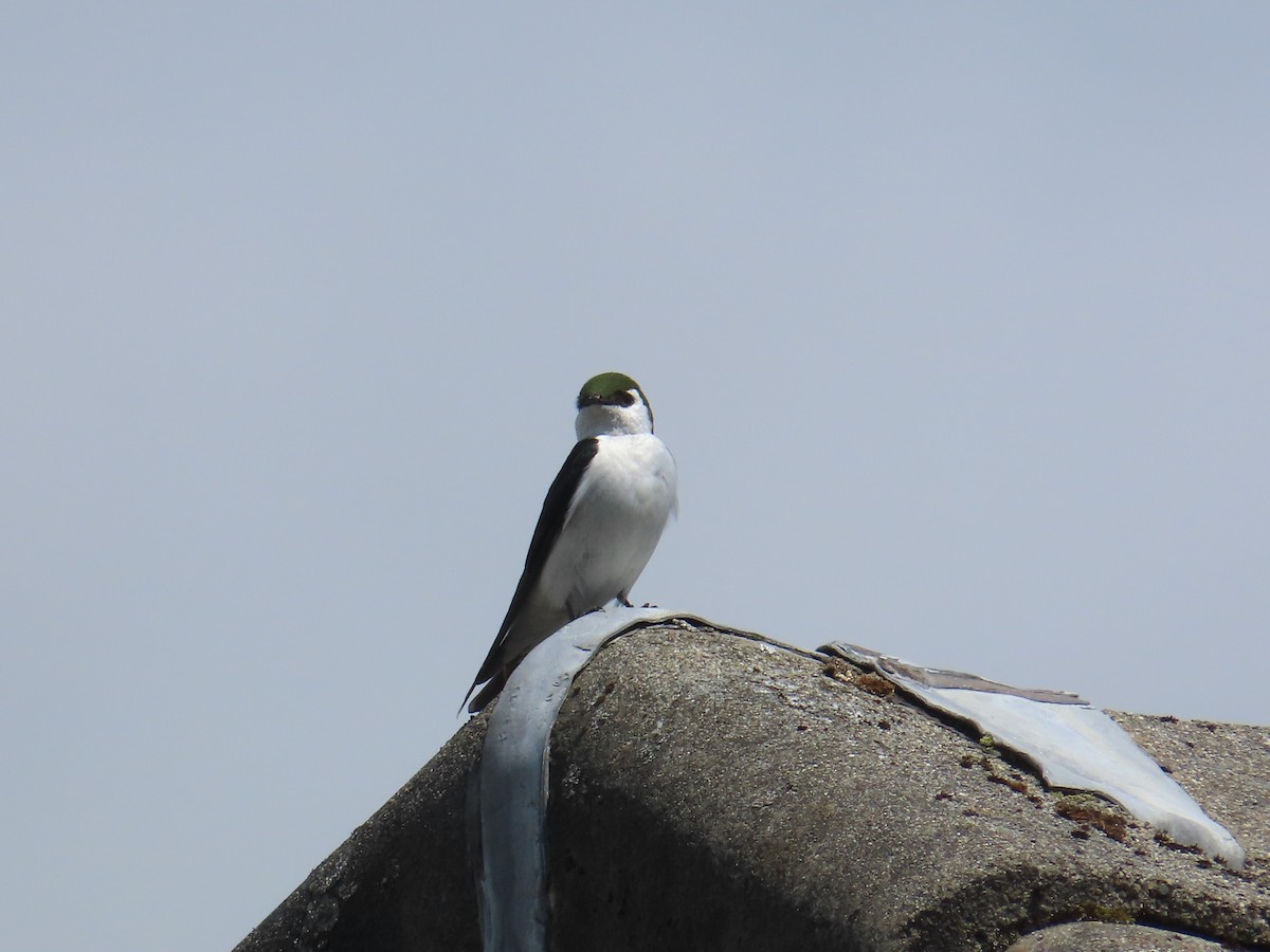 Violet-green Swallow - Latha Raghavendra