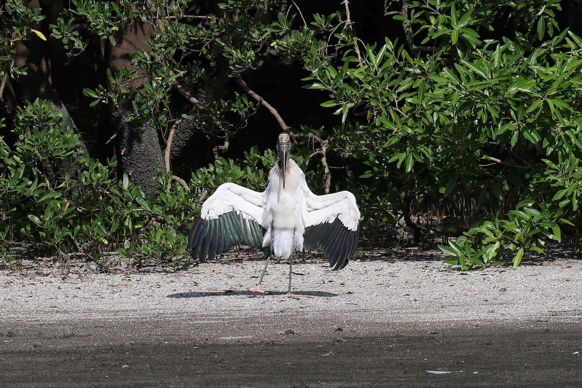 Wood Stork - Hubert Stelmach