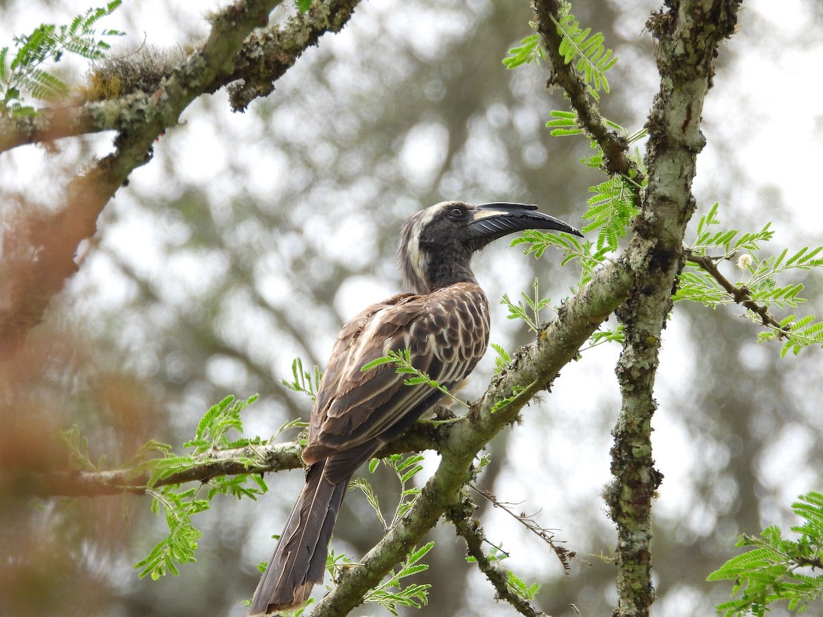 African Gray Hornbill - Jonathan Onongo