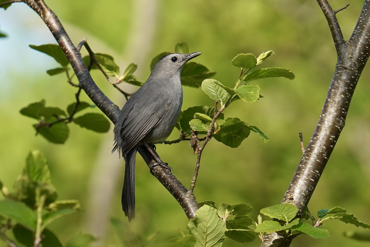 Gray Catbird - Bob Plohr