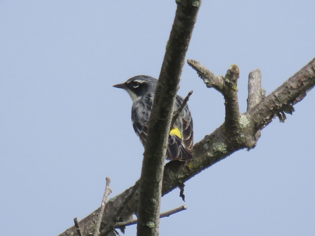 Yellow-rumped Warbler (Myrtle) - Port of Baltimore