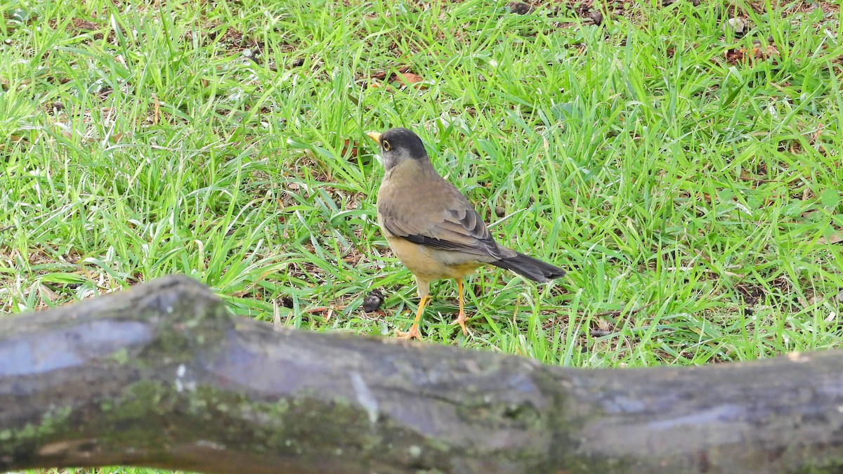 Austral Thrush - Hugo Valderrey