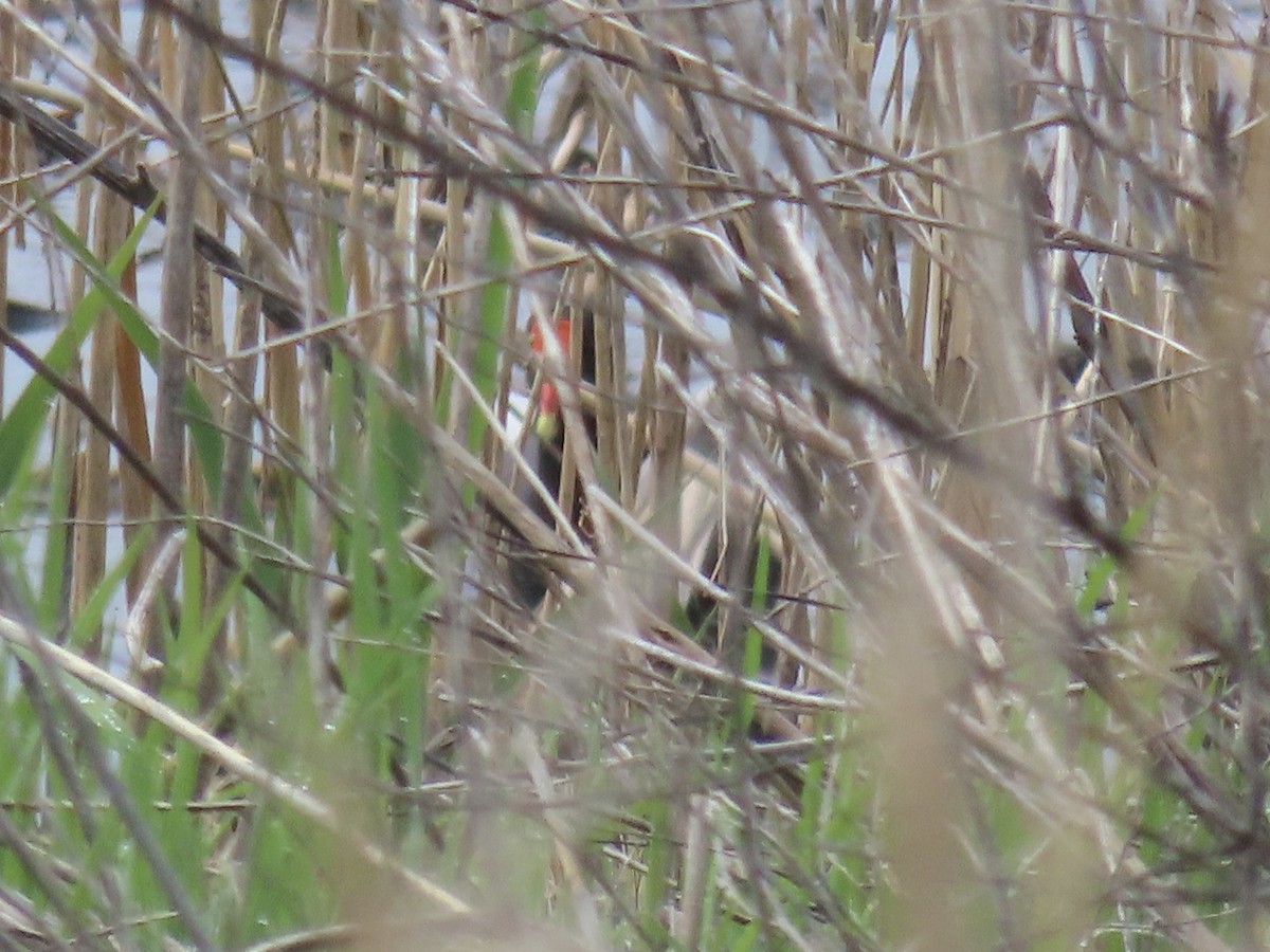 Common Gallinule - Port of Baltimore