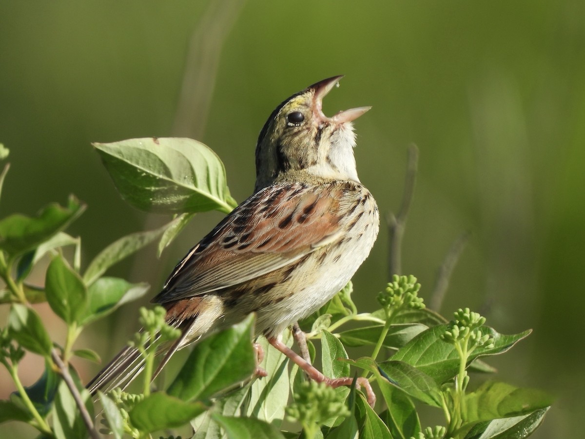 Henslow's Sparrow - Andrew Whetten