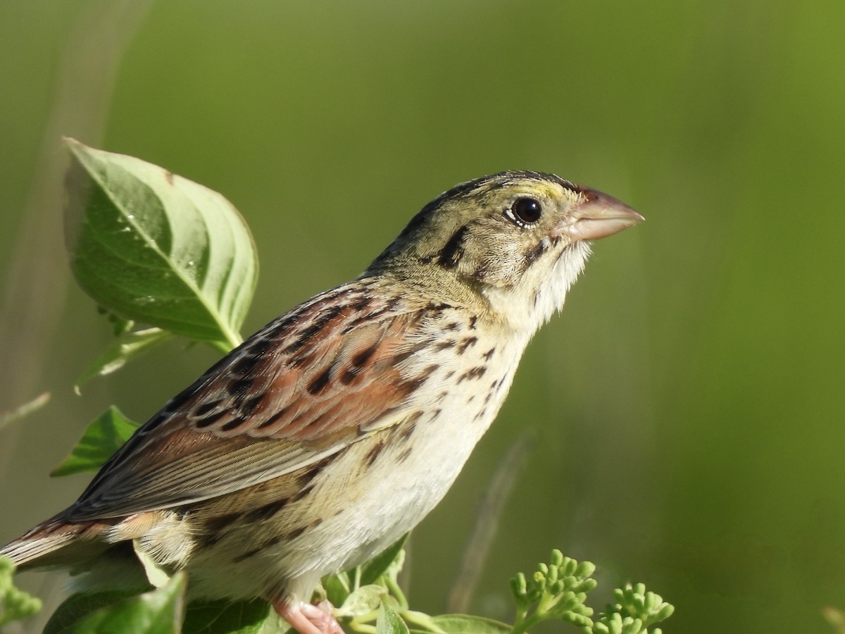 Henslow's Sparrow - Andrew Whetten