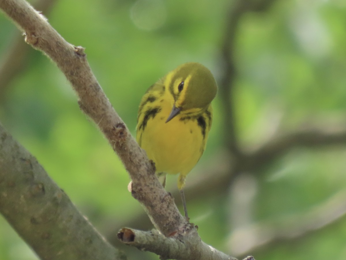 Prairie Warbler - Port of Baltimore