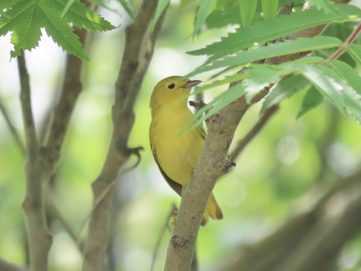 Yellow Warbler - Port of Baltimore