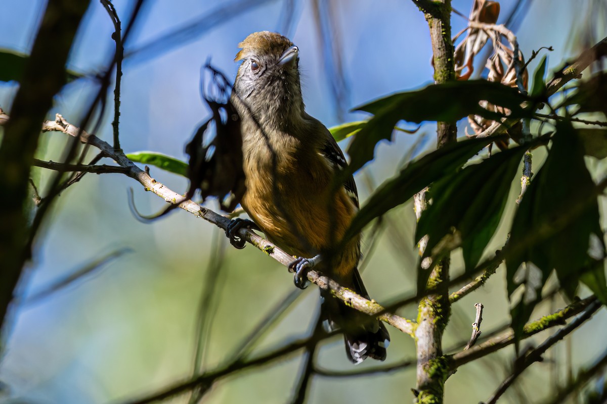 Variable Antshrike - Kurt Gaskill