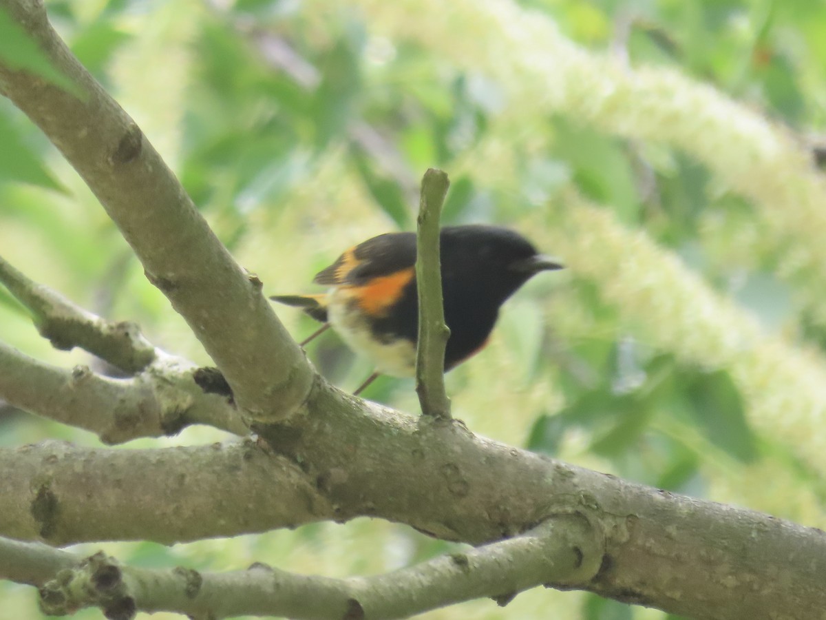 American Redstart - Port of Baltimore