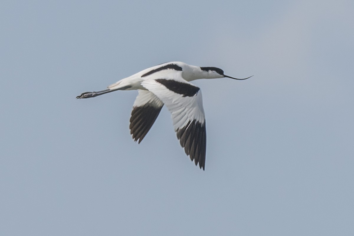 Pied Avocet - Valery Treitsiak