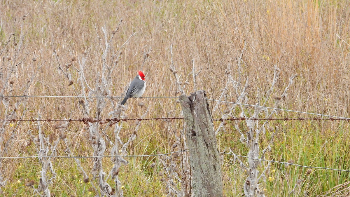 Red-crested Cardinal - Hugo Valderrey