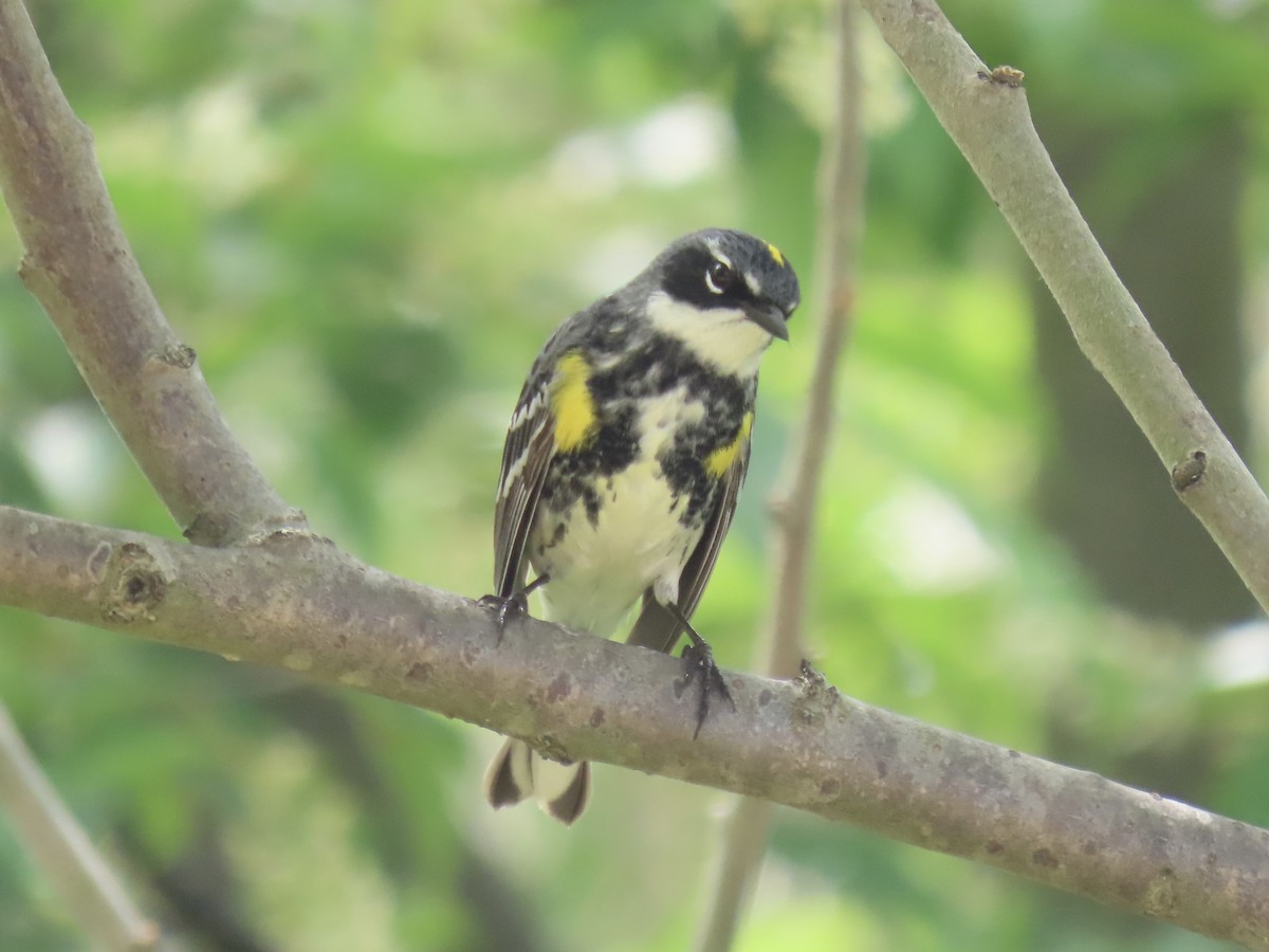 Yellow-rumped Warbler (Myrtle) - Port of Baltimore