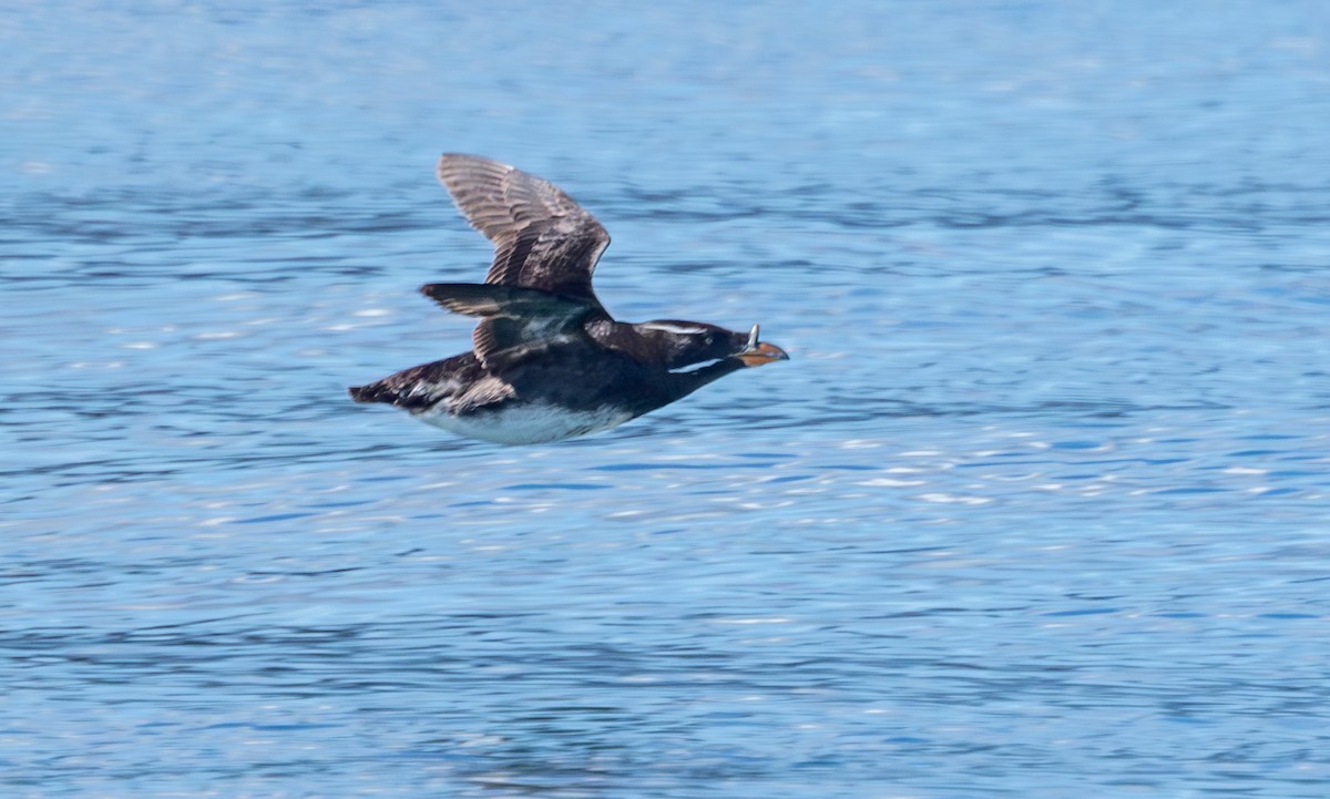 Rhinoceros Auklet - ML619500135