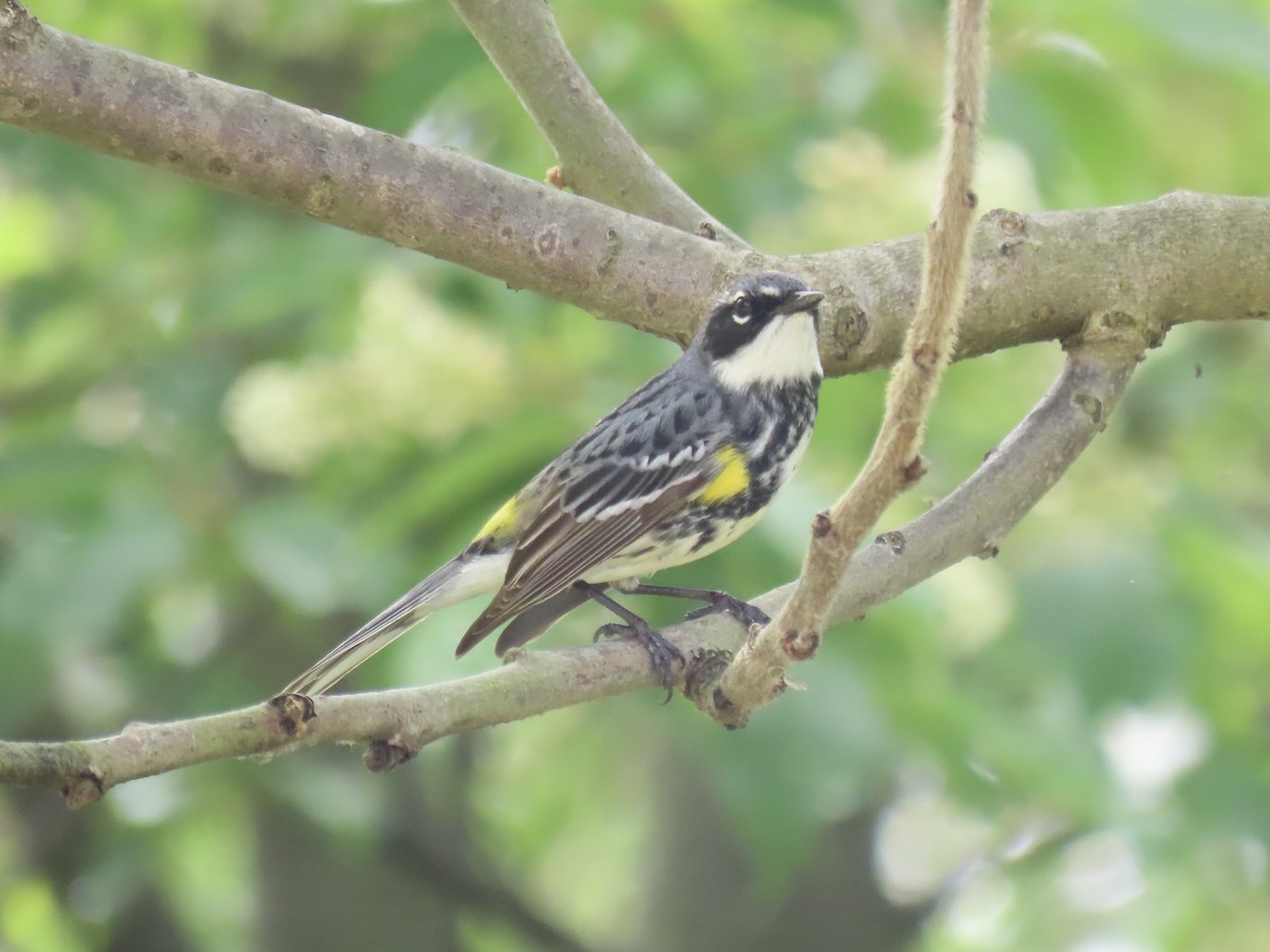 Yellow-rumped Warbler (Myrtle) - Port of Baltimore