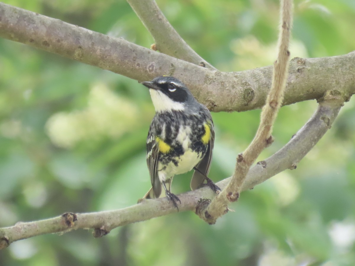 Yellow-rumped Warbler (Myrtle) - Port of Baltimore