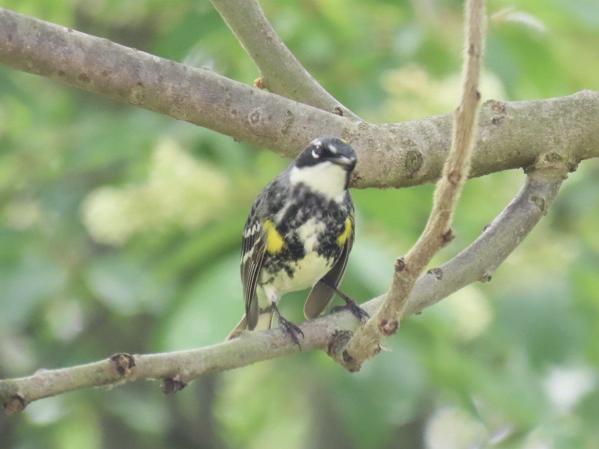 Yellow-rumped Warbler (Myrtle) - Port of Baltimore