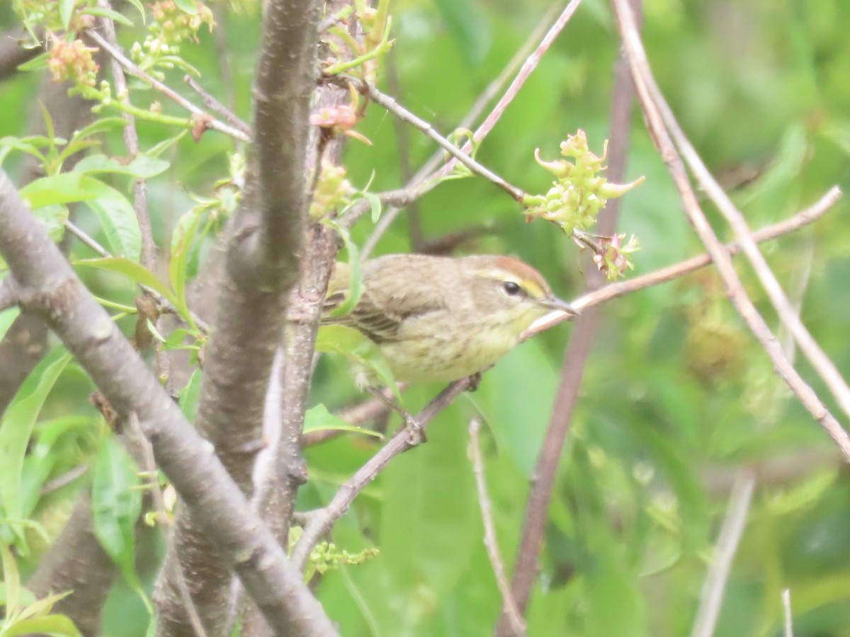 Palm Warbler (Western) - Port of Baltimore