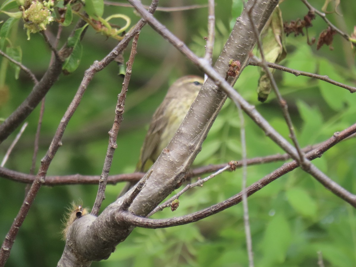 Palm Warbler (Western) - Port of Baltimore