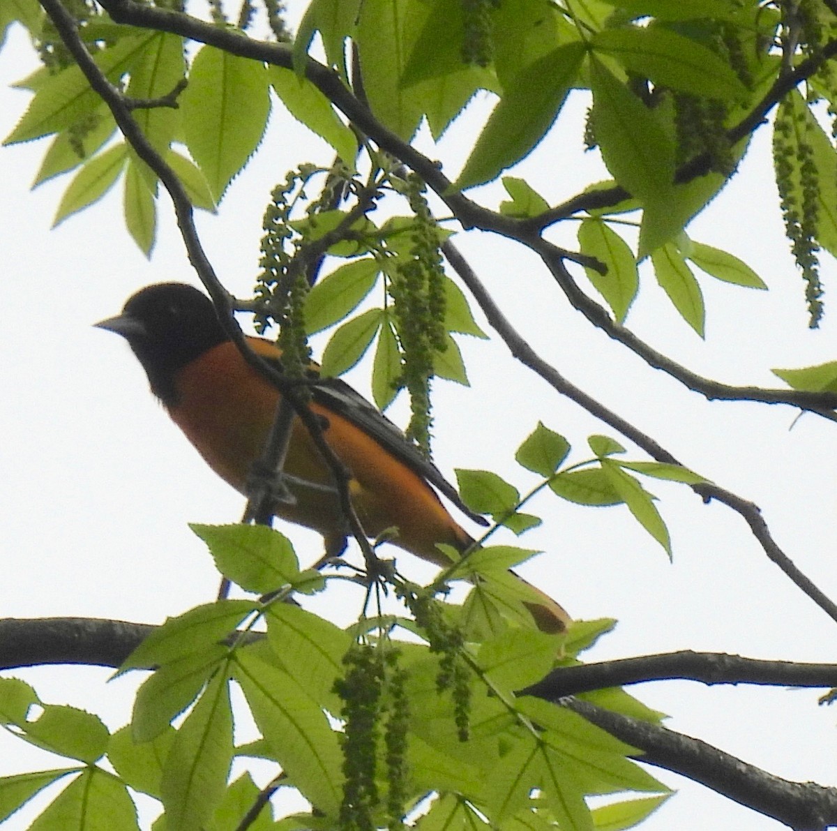 Baltimore Oriole - Sue Bernstein