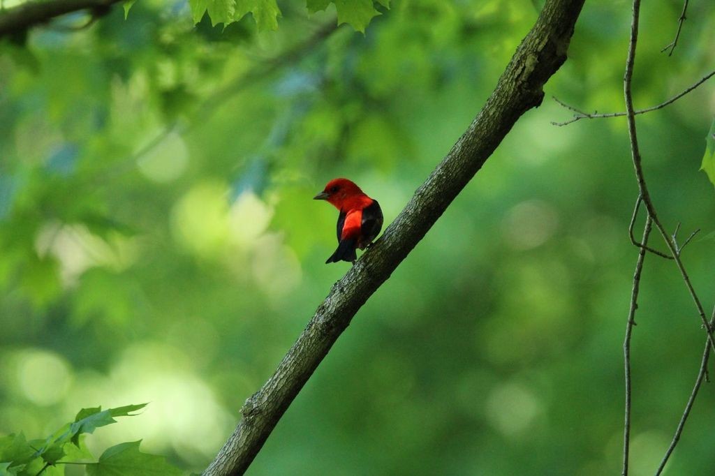 Scarlet Tanager - ML619500147