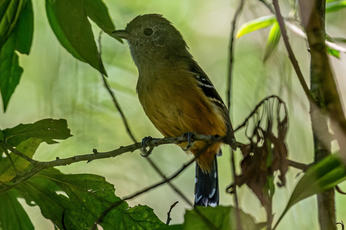 Variable Antshrike - Kurt Gaskill