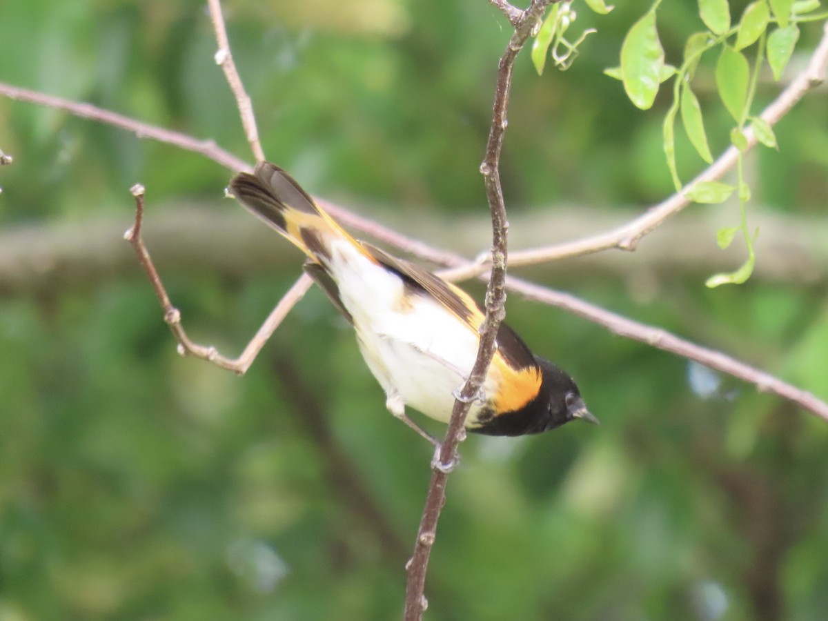 American Redstart - Port of Baltimore