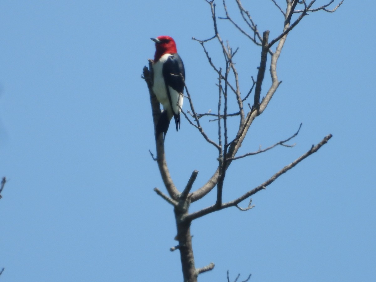 Red-headed Woodpecker - Kent Millham