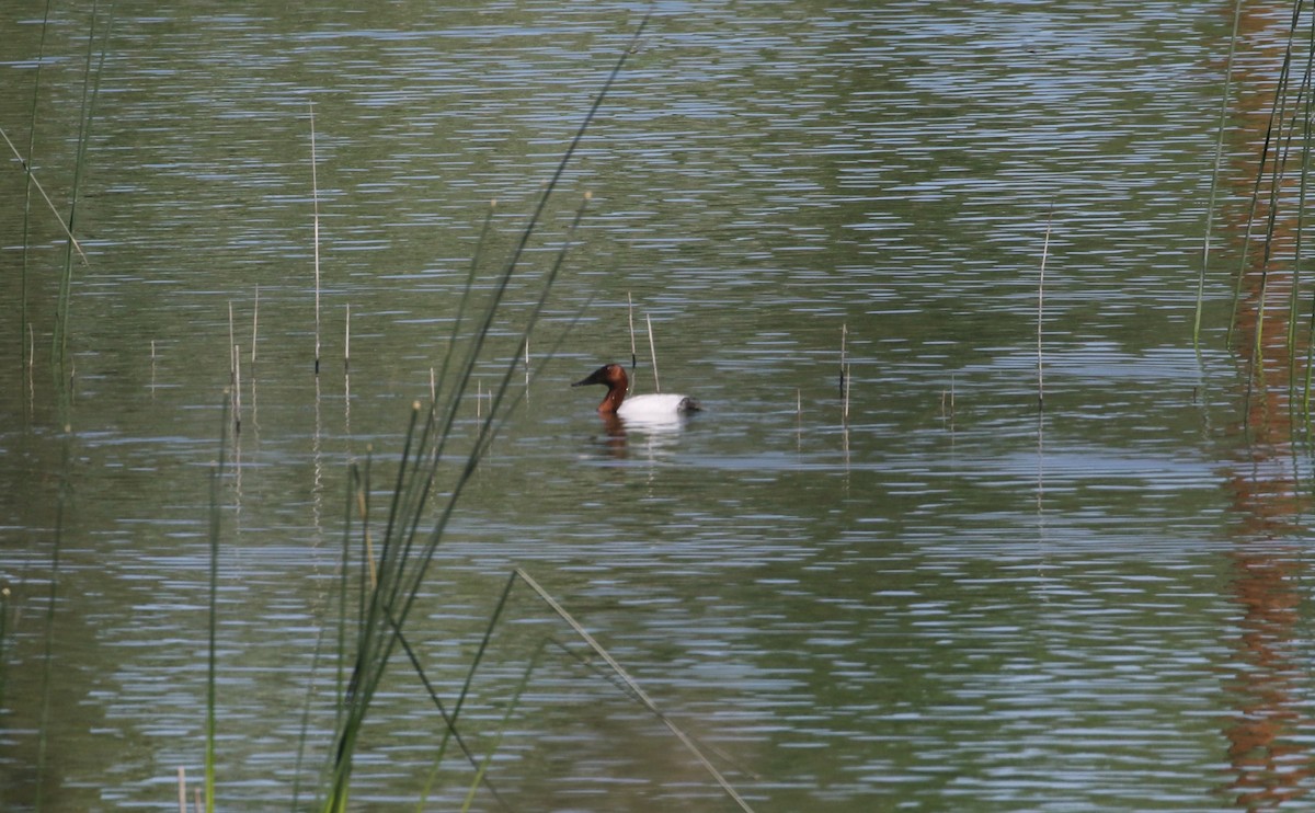 Canvasback - Laurens Halsey