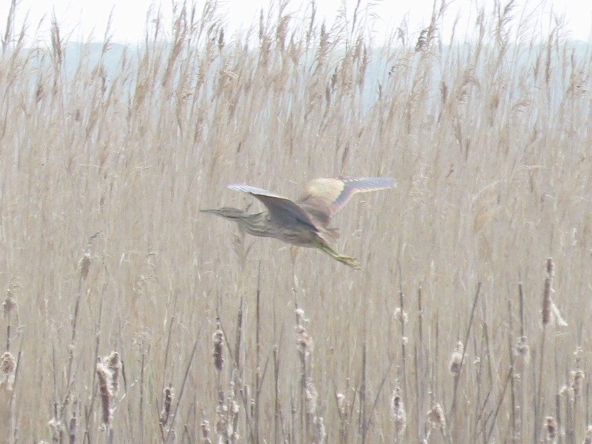 American Bittern - Port of Baltimore