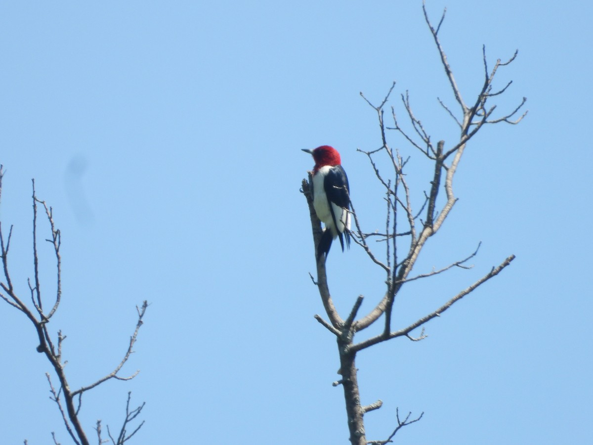 Red-headed Woodpecker - Kent Millham