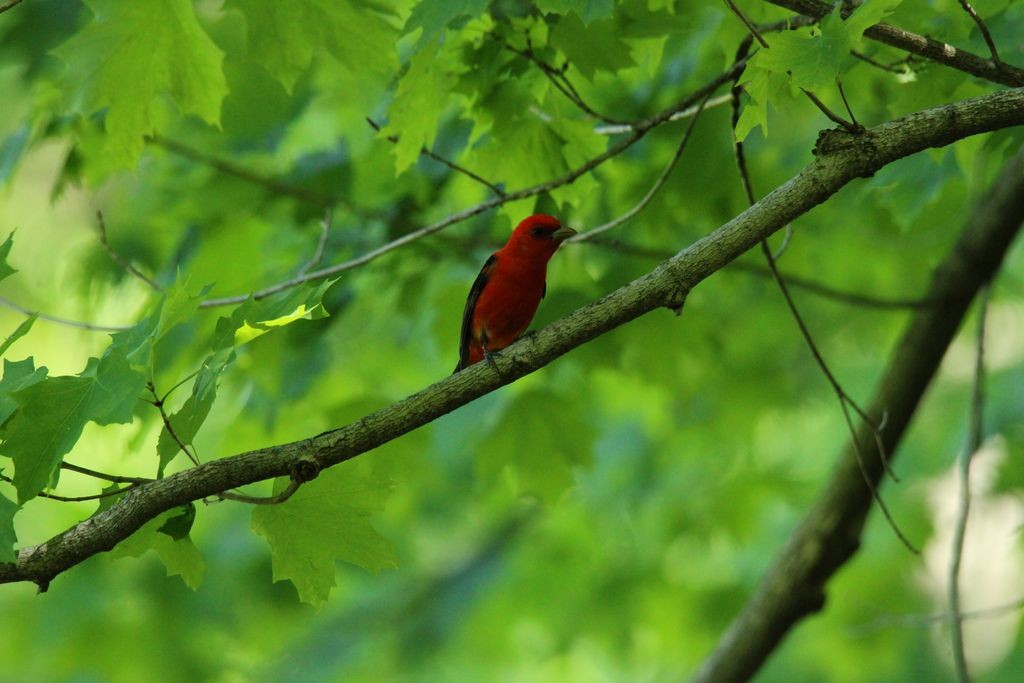 Scarlet Tanager - ML619500157