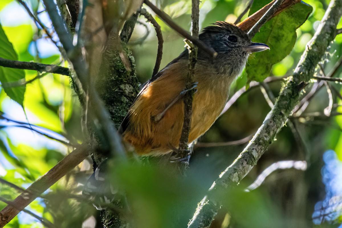 Variable Antshrike - Kurt Gaskill