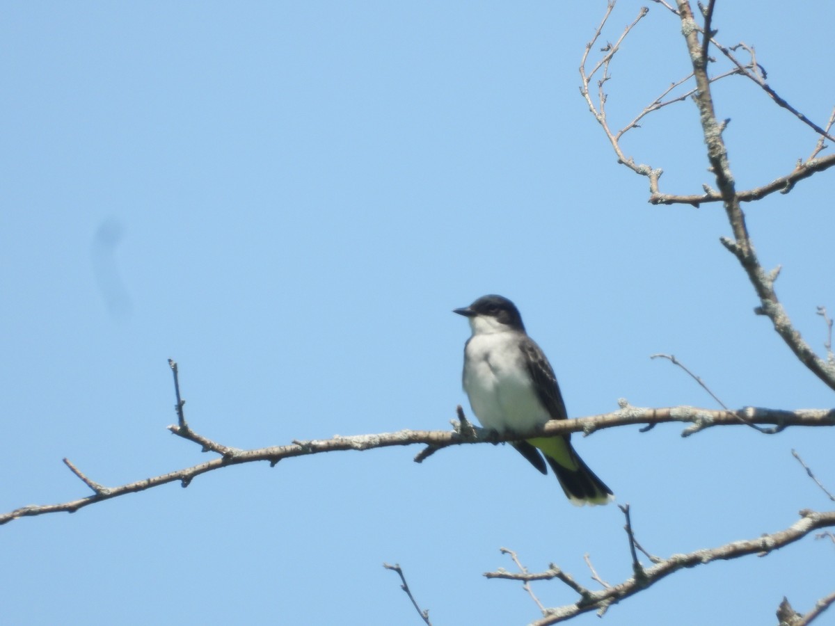 Eastern Kingbird - Kent Millham