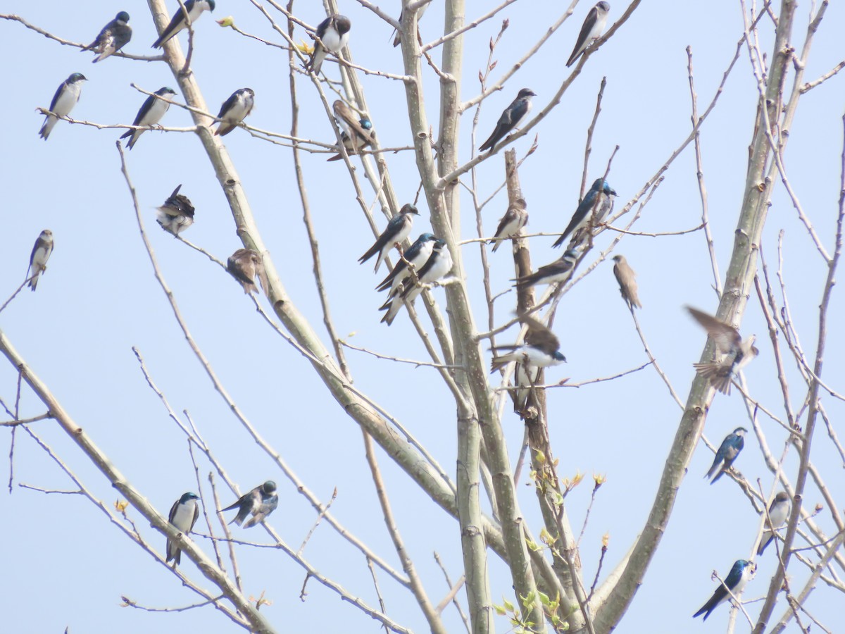 Tree Swallow - Port of Baltimore