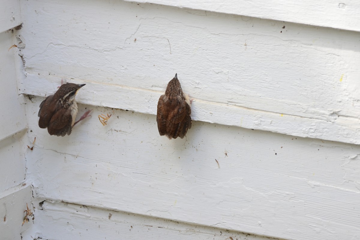 Carolina Wren - Jennifer Fais