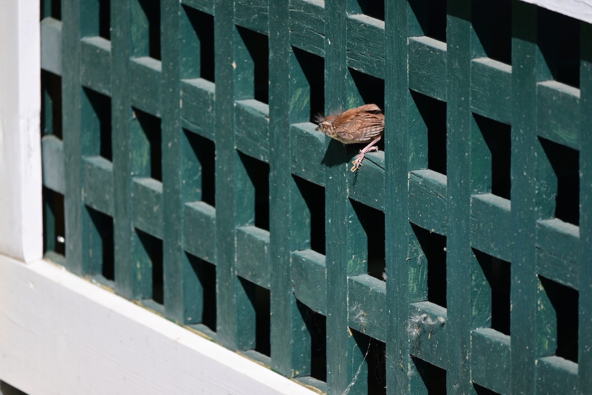 Carolina Wren - Jennifer Fais