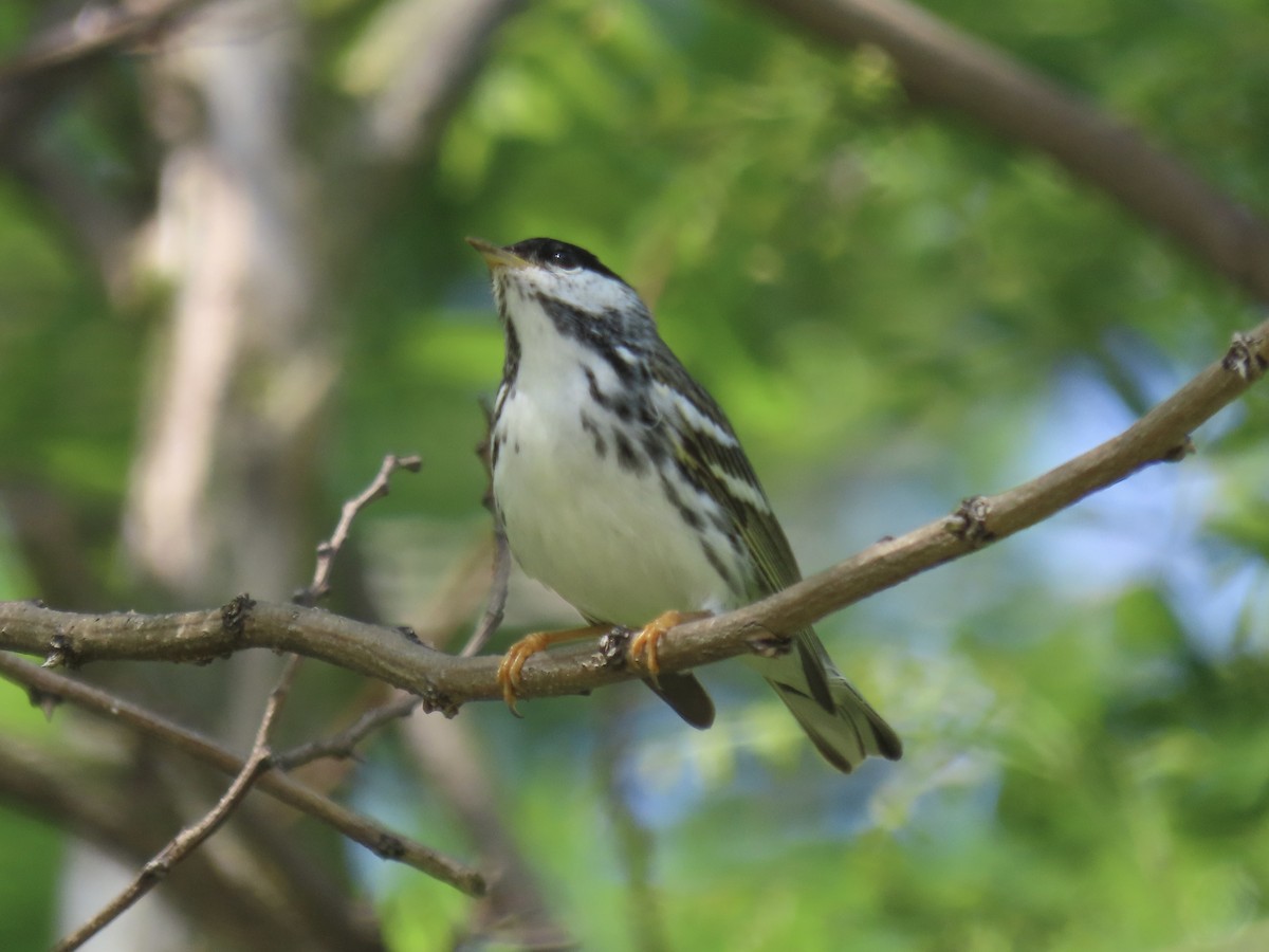 Blackpoll Warbler - Port of Baltimore