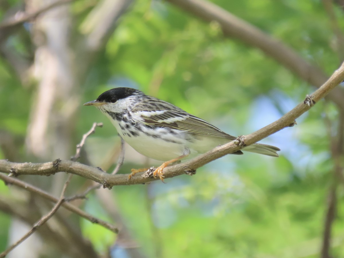 Blackpoll Warbler - Port of Baltimore