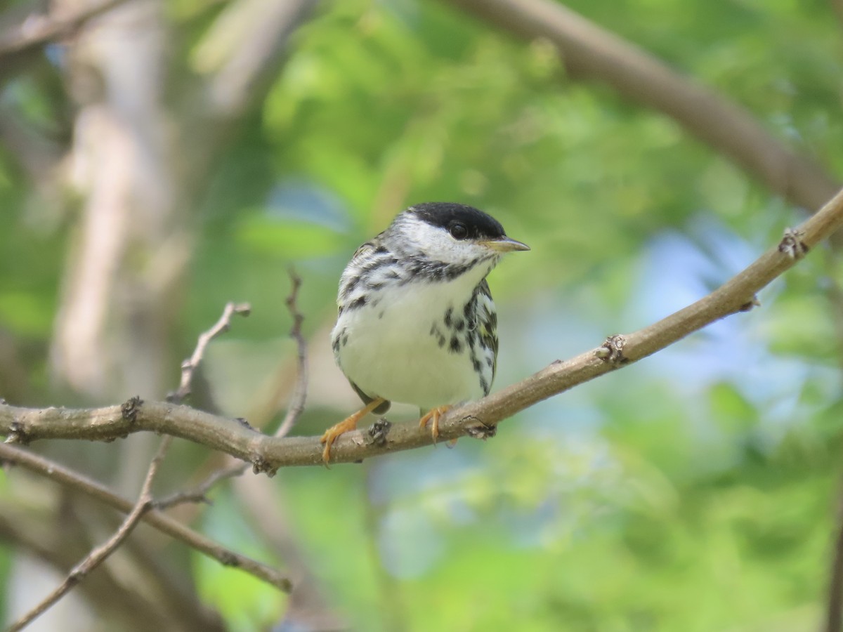 Blackpoll Warbler - Port of Baltimore