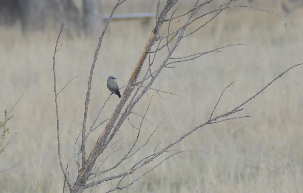 Western Kingbird - Robert Tonge