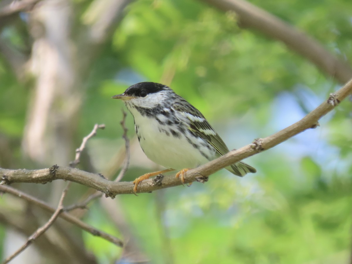 Blackpoll Warbler - Port of Baltimore