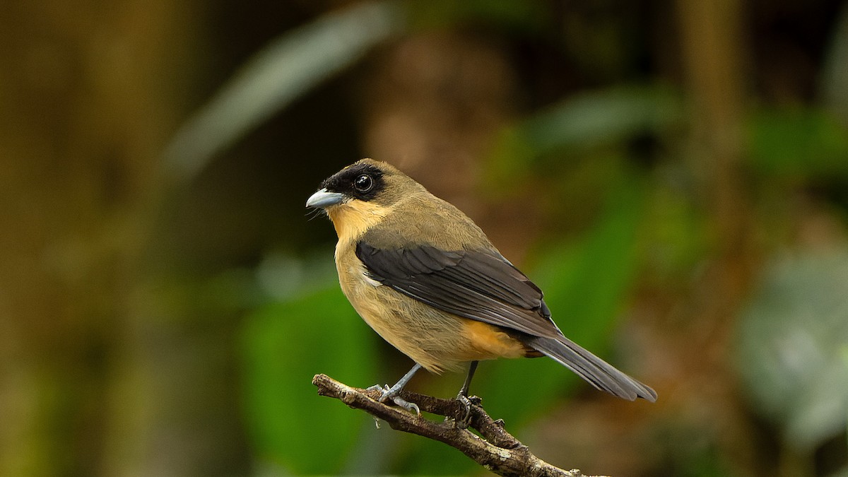 Black-goggled Tanager - Ricardo Mitidieri