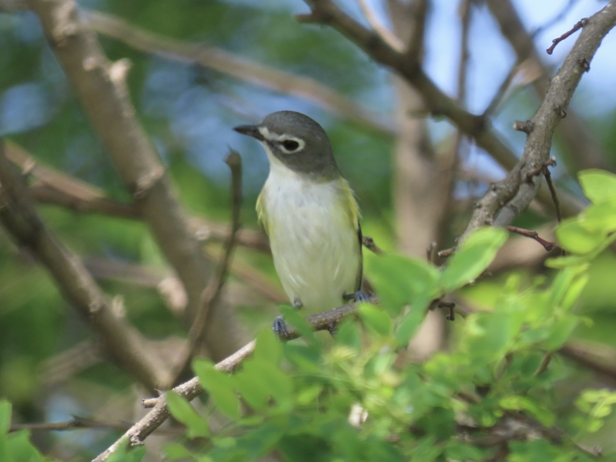 Blue-headed Vireo - Port of Baltimore