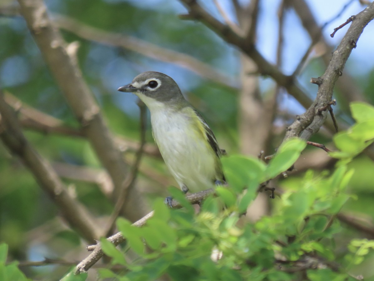 Blue-headed Vireo - Port of Baltimore