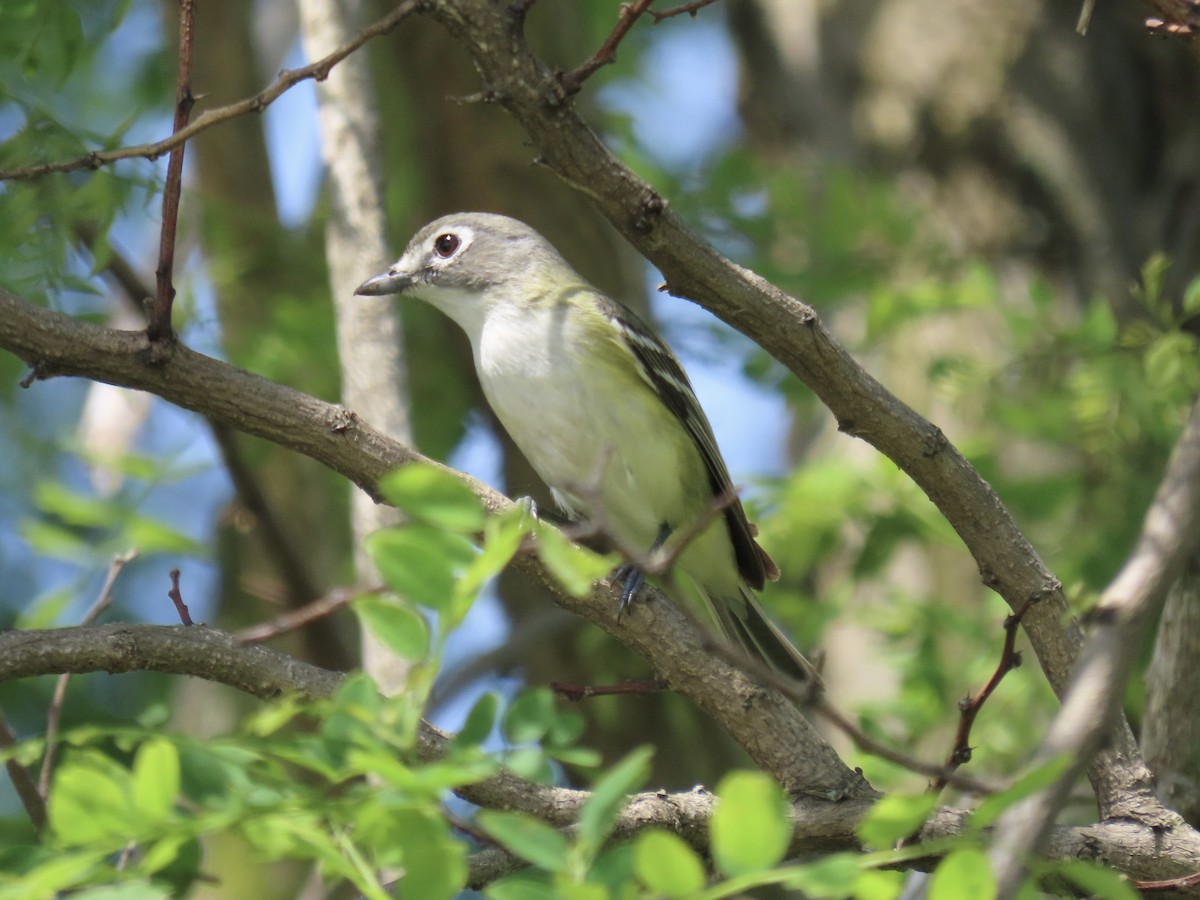 Blue-headed Vireo - Port of Baltimore