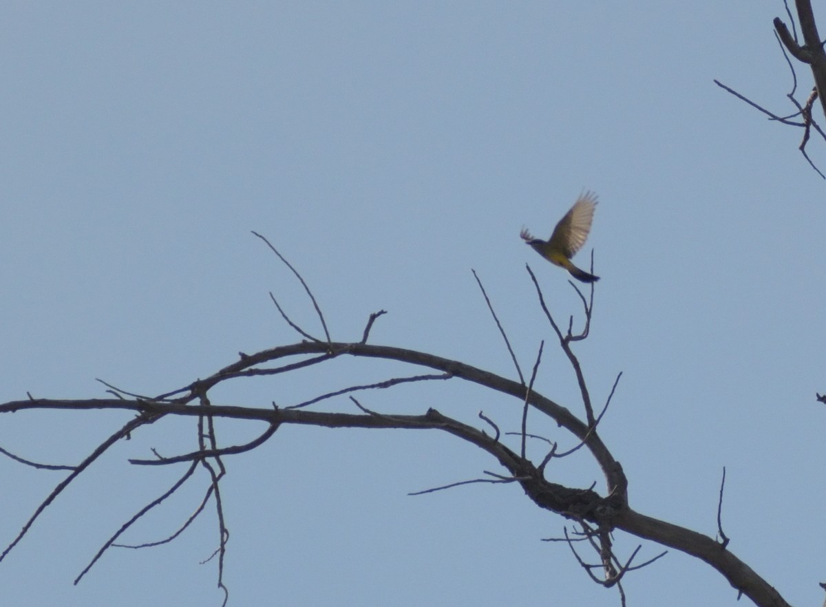 Cassin's Kingbird - Robert Tonge