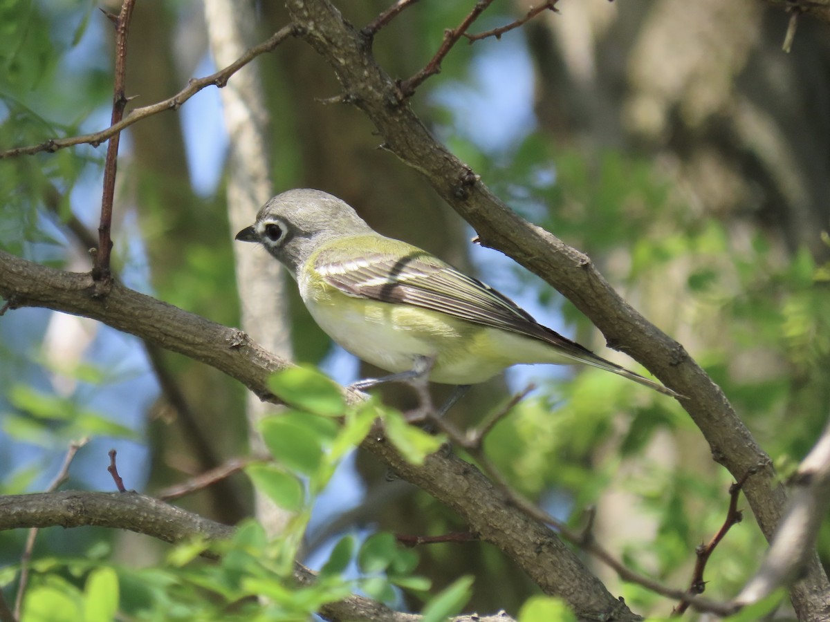 Blue-headed Vireo - Port of Baltimore