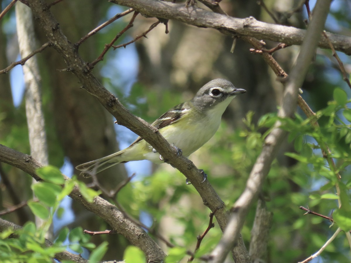 Blue-headed Vireo - Port of Baltimore