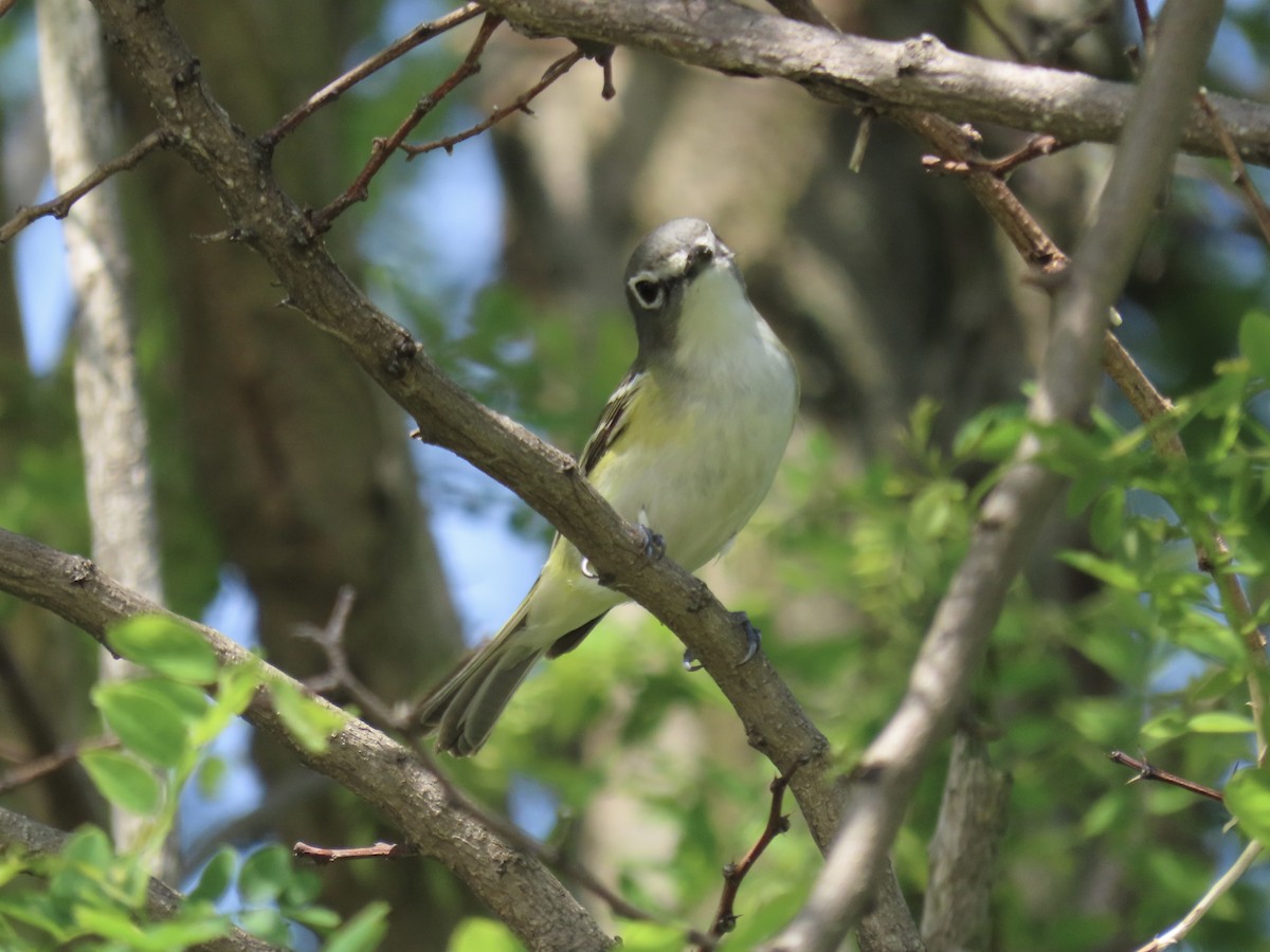 Blue-headed Vireo - Port of Baltimore