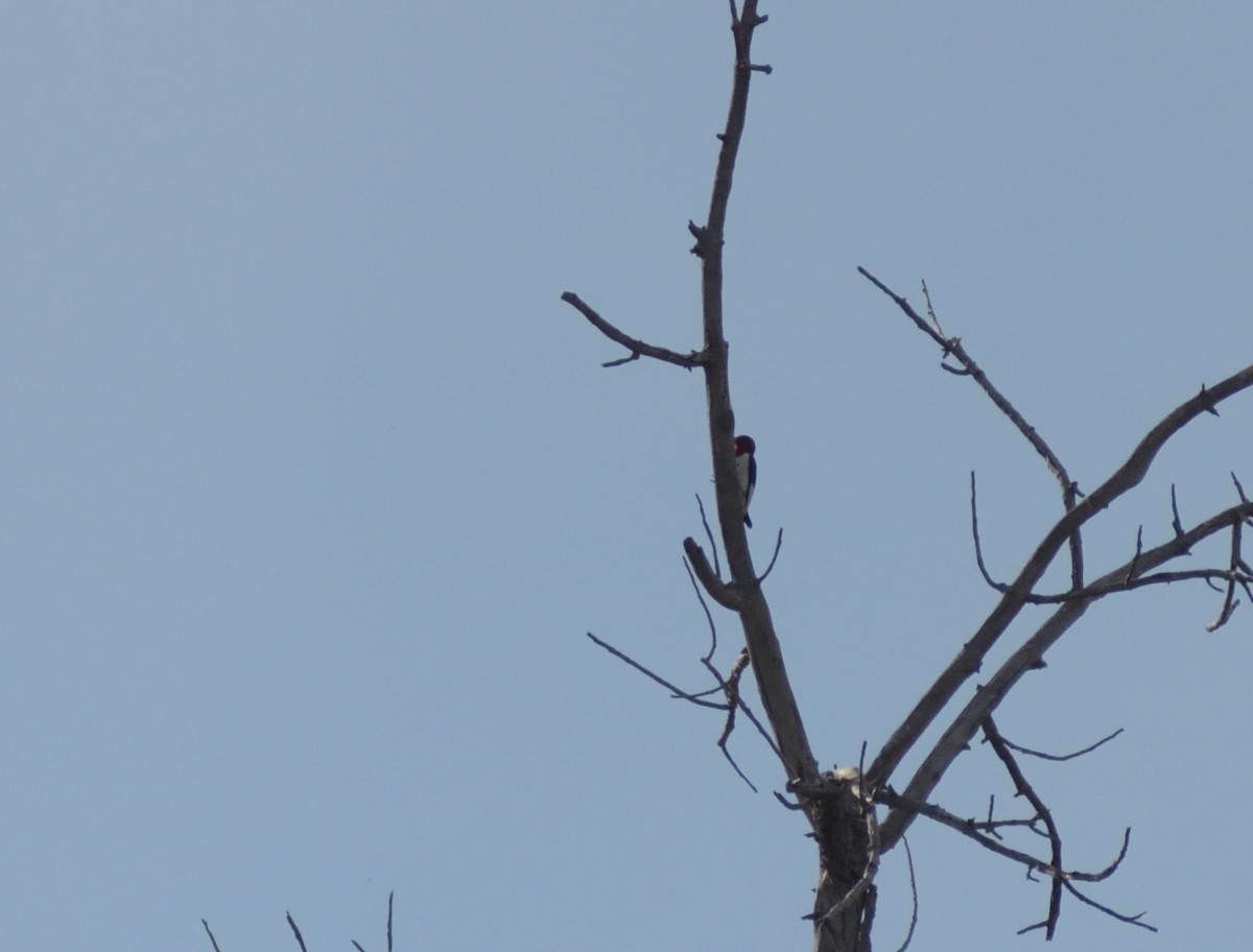 Red-headed Woodpecker - Robert Tonge